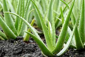 aloe vera benefits in hindi