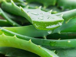 aloevera benefits in hindi