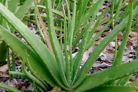 what is aloevera