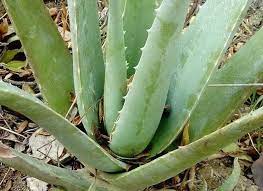 aloe vera plant