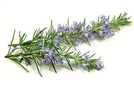 rosemary plant